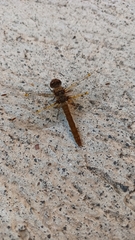 Sympetrum