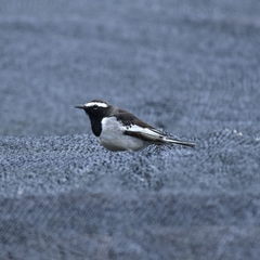 Motacilla maderaspatensis