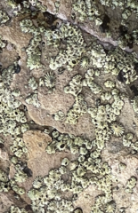 Balanomorpha