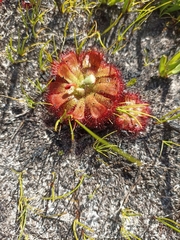 Drosera aliciae