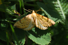 Gandaritis pyraliata