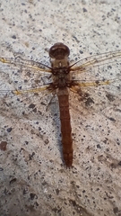 Sympetrum