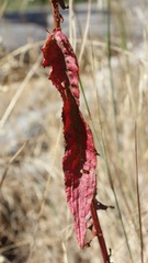 Rumex sanguineus