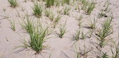 Ammophila breviligulata