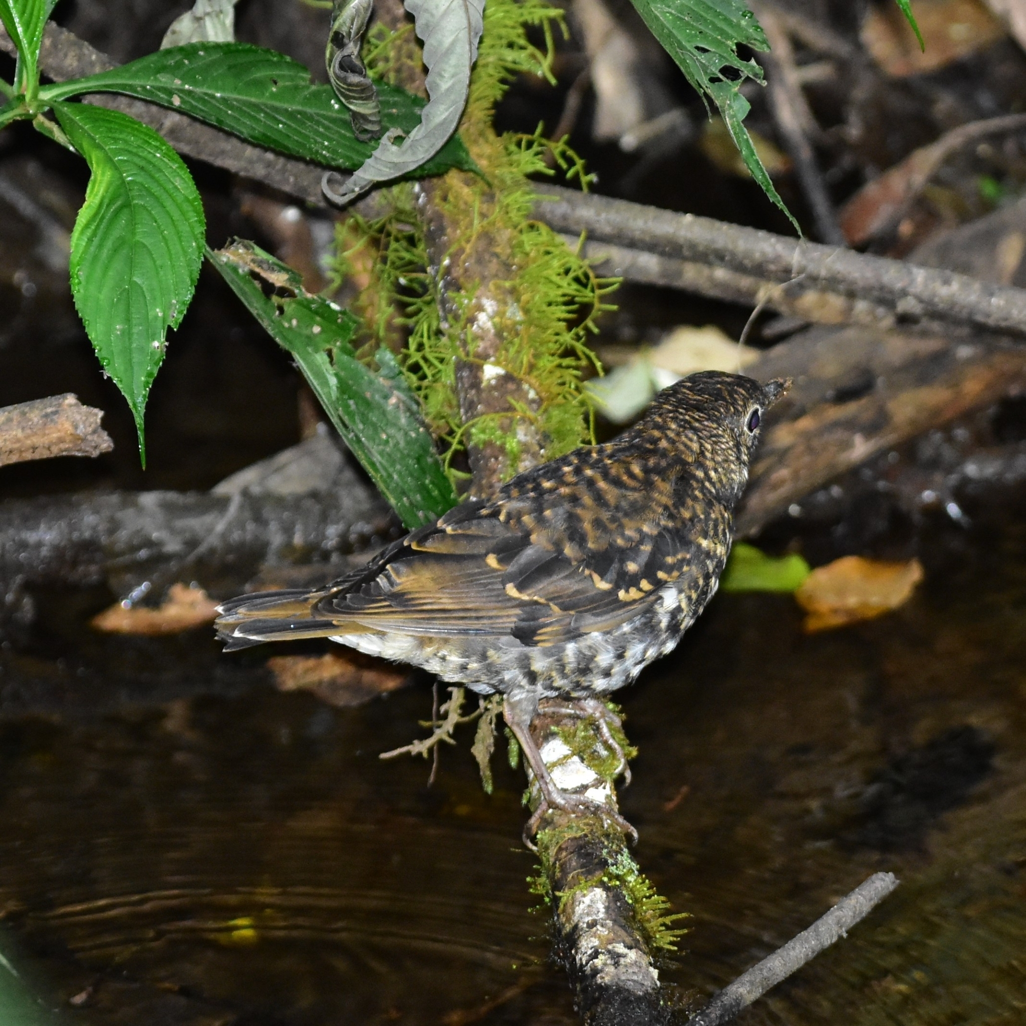 Nilgiri Thrush (Zoothera neilgherriensis), photo 7