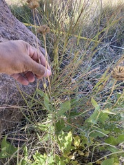 Verbesina rothrockii