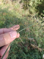 Foeniculum vulgare