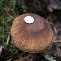 Boletus fibrillosus