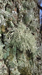Ramalina farinacea