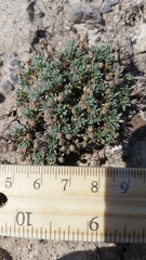 Cusickiella douglasii