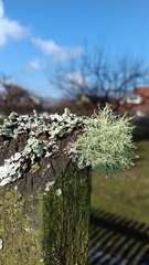 Usnea