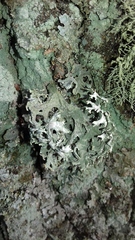 Evernia prunastri