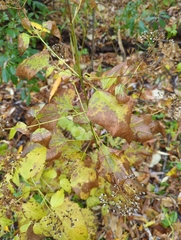 Ageratina