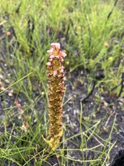 Disa obtusa hottentotica