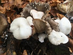 Volvariella surrecta