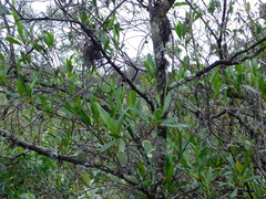 Dodonaea viscosa