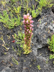 Disa obtusa hottentotica