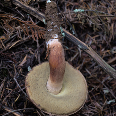 Boletus fibrillosus