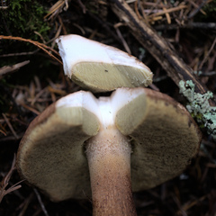 Boletus fibrillosus