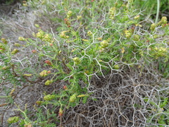 Sarcopoterium spinosum