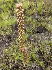 Disa obtusa hottentotica