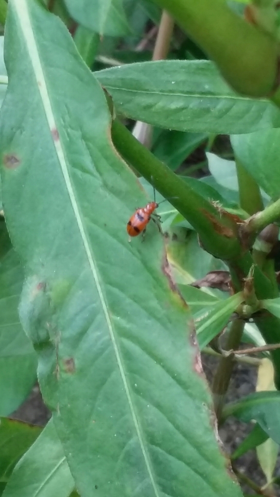 Six-spotted Neolema from Canal Winchester, OH, USA on August 31, 2018 ...