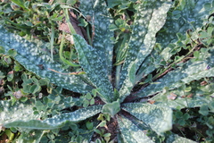 Echium vulgare