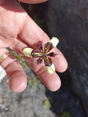 Moraea lurida