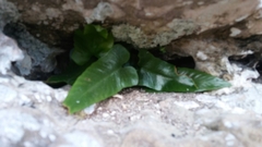 Asplenium sagittatum