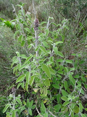 Salvia fruticosa