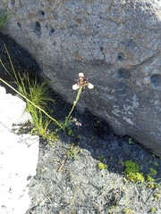 Moraea lurida