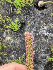 Disa obtusa hottentotica