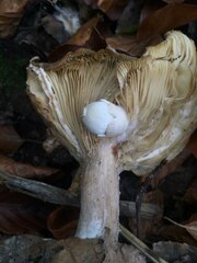 Volvariella surrecta
