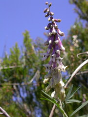 Vicia scandens