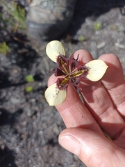 Moraea lurida