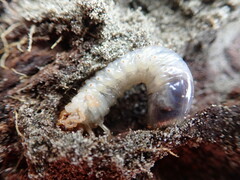 Pericoptus truncatus