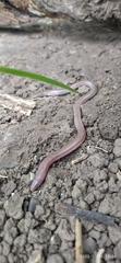 Amphisbaena darwinii