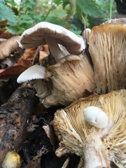 Volvariella surrecta