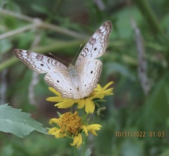 Anartia