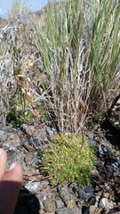 Draba fladnizensis