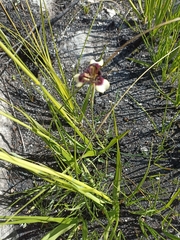 Moraea lurida