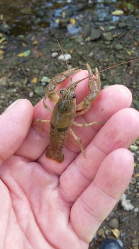 Sanborn's Crayfish (Faxonius sanbornii) · iNaturalist