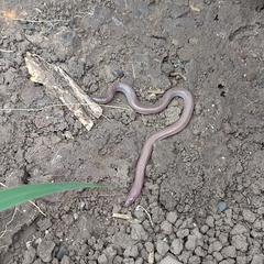 Amphisbaena darwinii