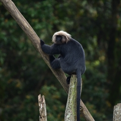 Semnopithecus johnii