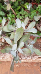 Kleinia fulgens