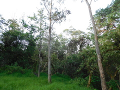 Eucalyptus camaldulensis