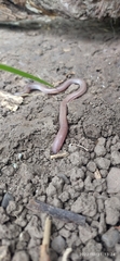 Amphisbaena darwinii
