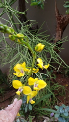 Eulophia speciosa