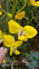 Eulophia speciosa