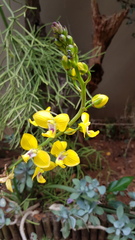 Eulophia speciosa
